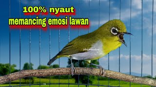 Download lagu Past Nyaut‼️Pleci Gacor Ngalas Memancing Lawan,Pancingan Pleci Bustomi Biar Gacor mp3