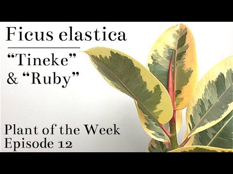 , title : 'How To Care For Ficus elastica “Tineke” & “Ruby” (Variegated Rubber Tree) | Plant Of The Week Ep. 12'