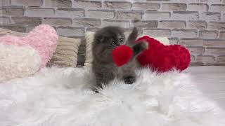 スコティッシュフォールドの動画01