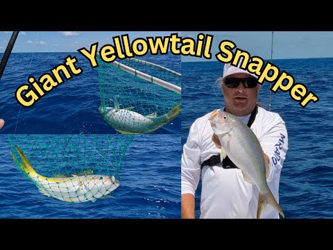 Giant Yellowtail Snapper, How To Master The Art Of Reef Fishing In The Florida Keys.
