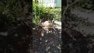 VIDEO FOTO: Revoltă în cartierul Ștrand - Spațiul verde, ras cu buldozerele - „Ne distrug cartierul, smulg toți copacii” 5 video