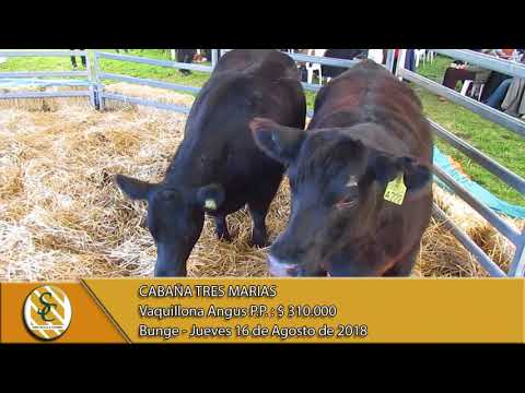 16-08-18 Venta de Vaquillonas y Terneras P.P. - Cabaña Tres Marias - Bunge