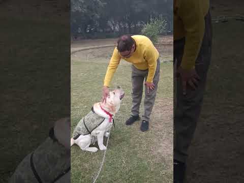 Naughty Jerry #labrador #doglovers #petlover #cutedog