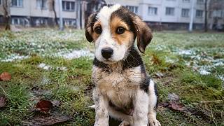 Watch What Happens when a Rescued Stray Puppy is shown Love and Affection - Stay Until The End