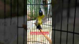 Download lagu Sogok ontong gacor ngobra#shorts#sogokontong mp3 Download lagu Sogok ontong gacor ngobra#shorts#sogokontong mp3