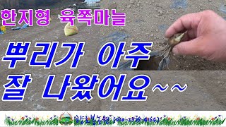중부지방 마늘심는시기와 육쪽마늘 뿌리내림