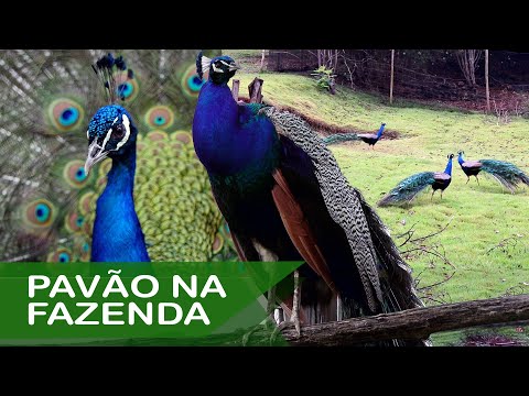 , title : 'Pavão Selvagem na Fazenda São Marcos | Criação de Pavões'