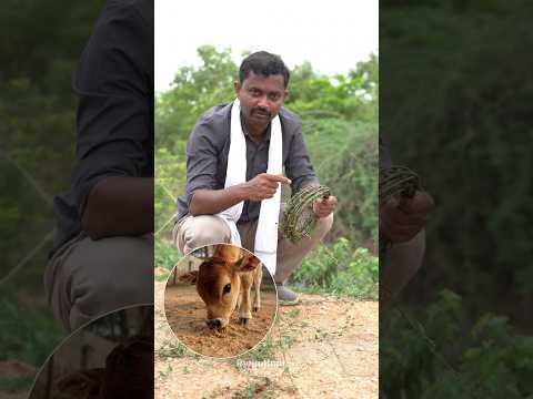 దుసేరు తీగ ఉపయోగాలు #rythubadi #duseruteega #agriculture