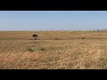Cheetahs Hunt And Kill Grant Gazelle
