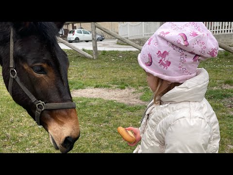 Pioggia (la mula) il primo giorno di primavera