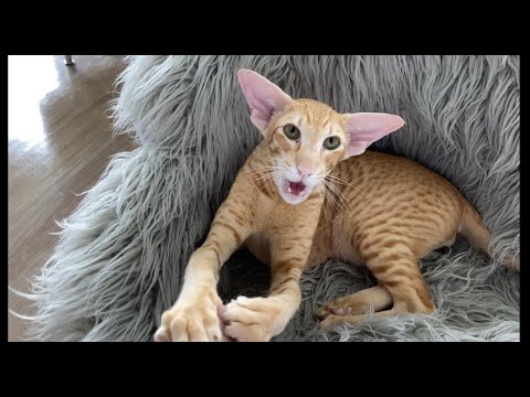 Oriental Cat Roy, Sound on