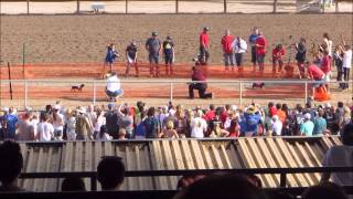 Wiener Dog Race at Turf Paradise (Phoenix, AZ)