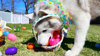 My Dogs Go Easter Egg Hunting! 🐰 Will They Find All the Easter Eggs?