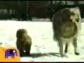 Critter Corner On Noggin Dogs 2005
