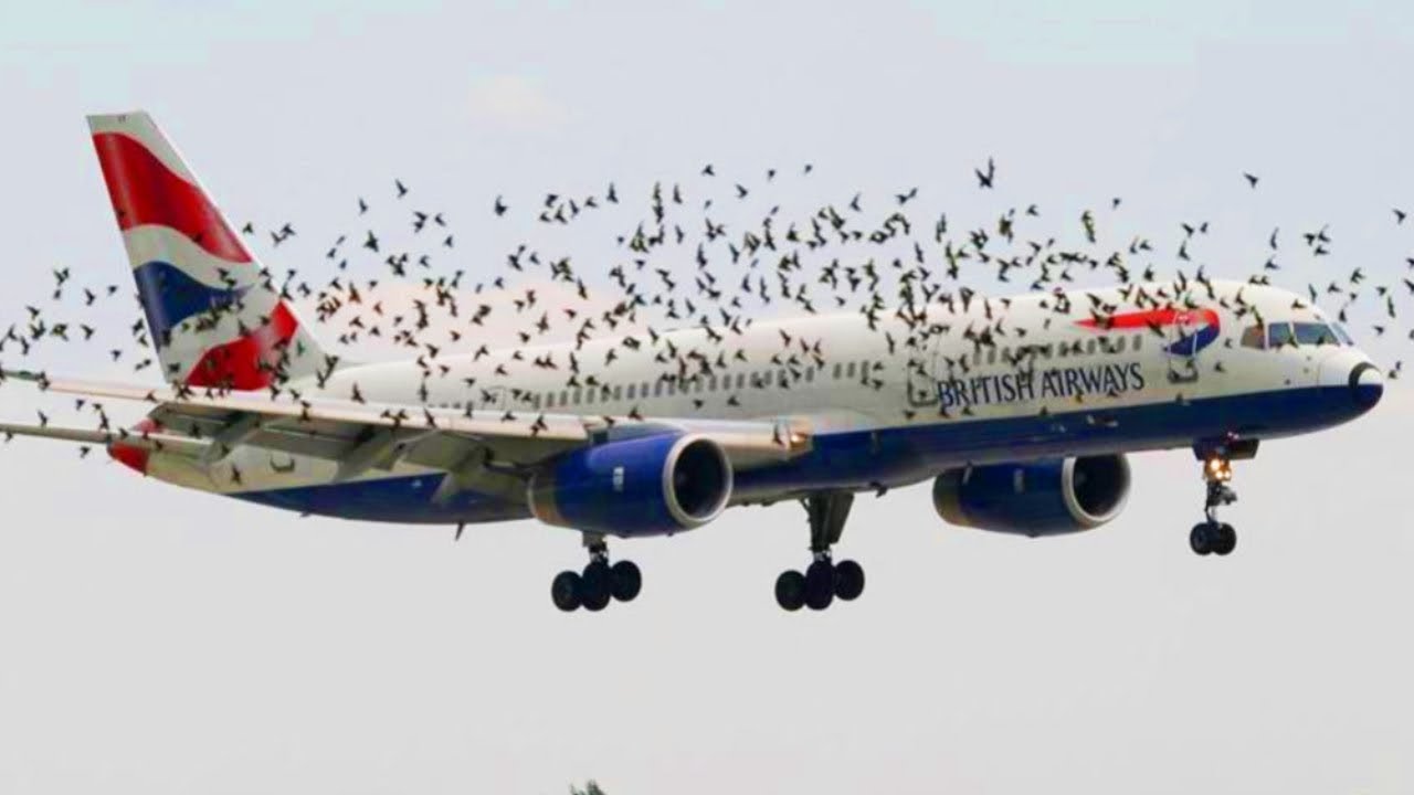 The pilot cried when he understood why the birds wouldn’t leave him ...