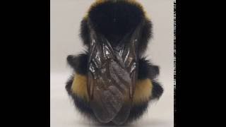 Deadbeat - Keep On Pushing (Instrumental)