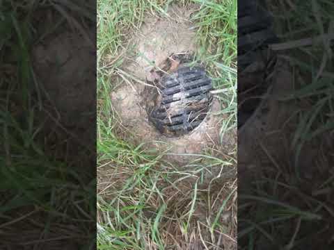 Obvious draining problems; sod is not taking to clay