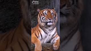 Download lagu Peleng mp3