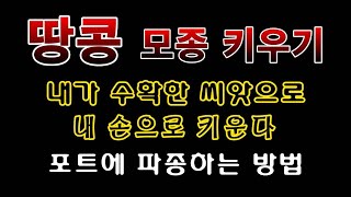 [텃밭농부. 1,375]  내가 키운 땅콩 씨앗. 포트에 파종하는 방법 #땅콩재배