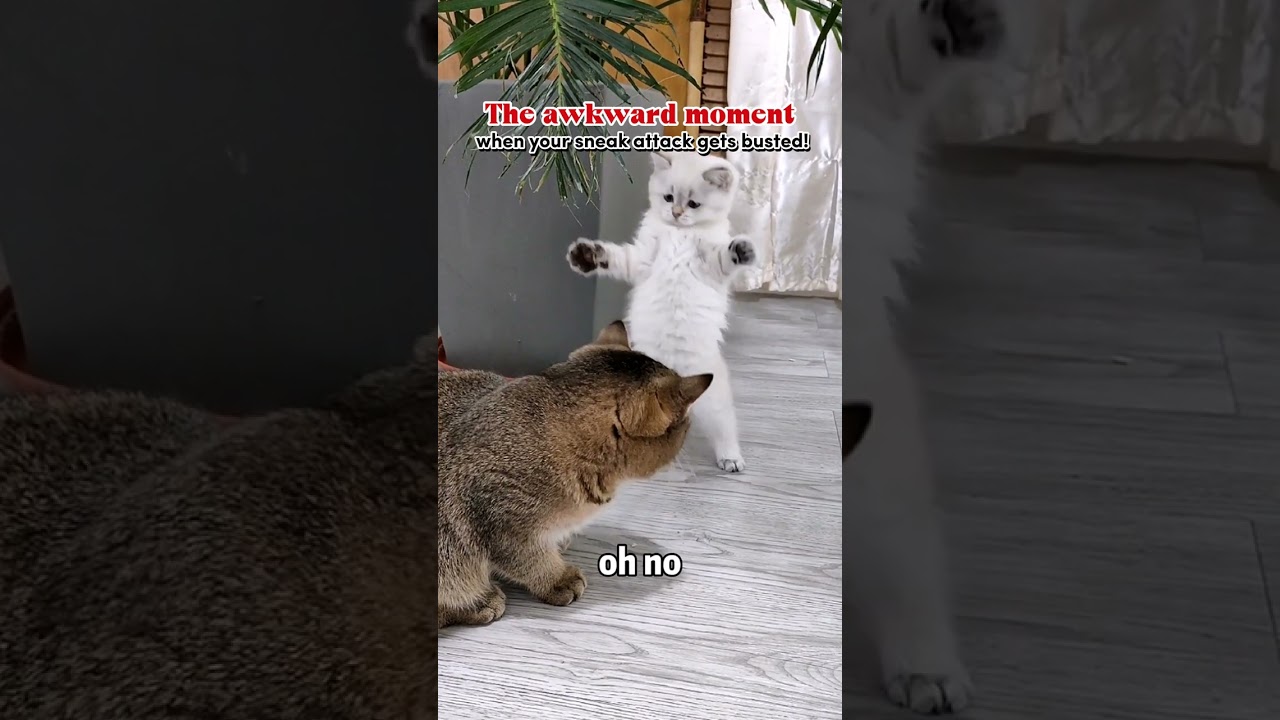 The awkward moment when your sneak attack gets busted! #funnyanimals #cutecat #funnycats