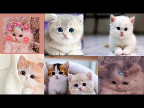 very cute cats 😍❤️💕💖❣️//please subscribe//🙏