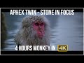 Aphex Twin  - Stone in Focus 4k 4hours Monkey Perfect Loop