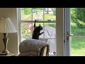 Tuxedo Cat Vs Yellow Bird