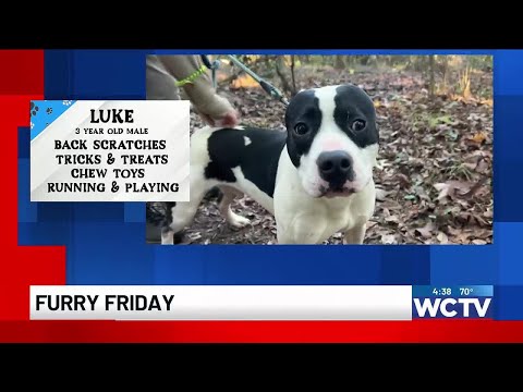 Furry Friday: Meet Luke! - YouTube