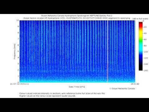 Sperm Whales Echolocating