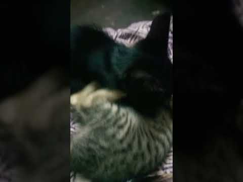 😘 pavi 😘 shorts 😘