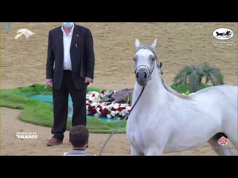 N 91 NUSSAIR AL NASSER   6th Qatar Nat  Arabian Peninsula HS for individual Owners   Colts 2 Years O