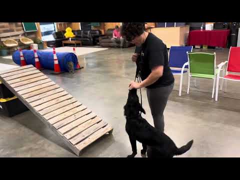 Bold And Beautiful Is "Beth" at 5.5 Months Old On Agility Course 