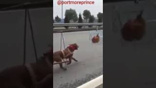 I'm Gonna Catch You Soon (Entry # 90)