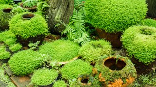 How to Grow Moss Garden Indoor - Moss Garden Indoor Tips
