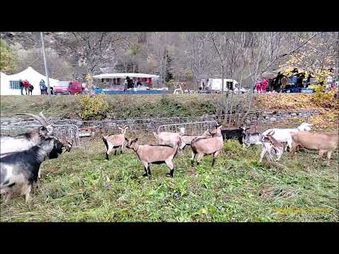 CAPRE E CAPRETTE ALLA FIERA DE SON MARTIN A CASTELDELFINO (CN)  VALLE VARAITA. DOM. 23 - 10 - 2022.
