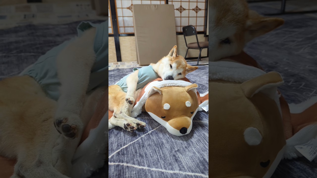 歩くの大好きな17歳11ヶ月柴犬　 #shiba #柴犬