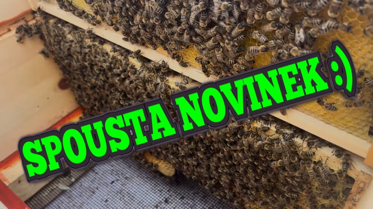 VČELÍ ZÁŘÍ - tavička vosku za 1800 Kč, úklid, zvápenatění, hlíva ústřičná, prezentace a dovolená