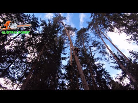 download lagu mp3 mp4 Austria Forst, download lagu Austria Forst gratis, unduh video klip Austria Forst