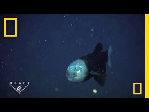 透明なヘッド |ナショナル・ジオグラフィック