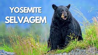 YOSEMITE SELVAGEM | A Guerra Silenciosa dos Predadores Mais Temidos | Documentário