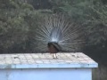 Peacock Dance Remix