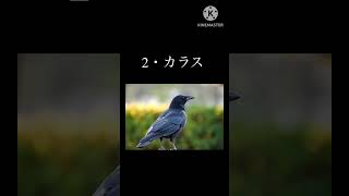 #shorts  神の使いとされた動物3選