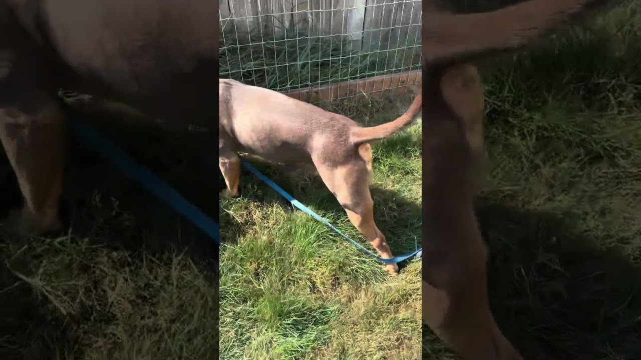 Enlarge Bruno, a ADOPTABLE mixed breed in Snoqualmie, WA video 3/3