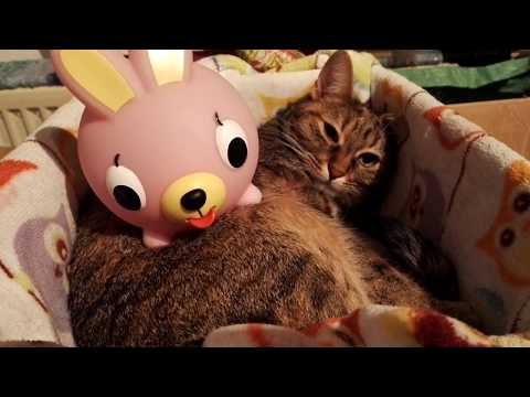 Sora and the Jabber Bunny