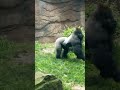 #Gorilla Walks Upright #ape