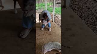 After the Gravy Train comes the Cleaning of the Snouts! Patsy Swine &amp; Piggy Sue the mini pigs!