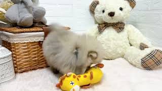 ポメラニアンの動画01