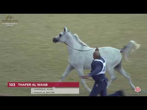 N 103 THAFER AL WAAB   10th Qatar International Arabian Peninsula Horse Show 2020   2 Years Old Colt