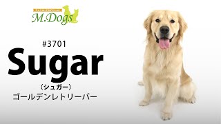 ペットモデル　Sugar(シュガー)