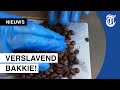Politie doet schokkende ontdekking in koffiebonen